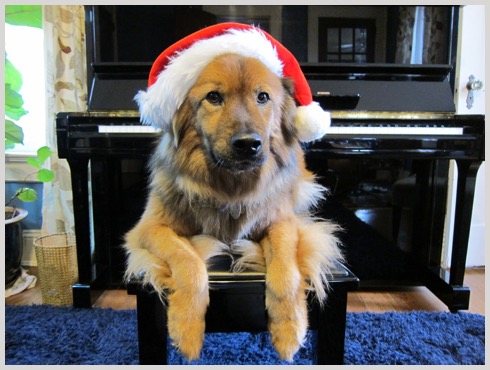 atlanta piano dog